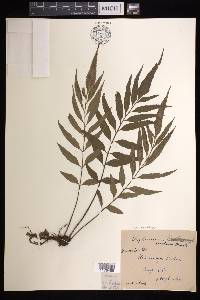Asplenium kaulfussii image