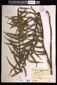 Asplenium horridum image