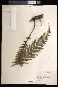 Asplenium horridum image