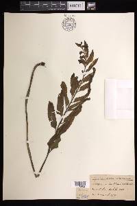 Asplenium kaulfussii image