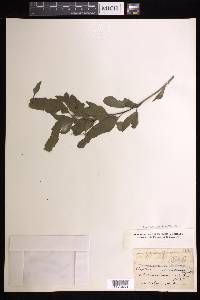 Asplenium kaulfussii image
