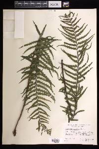 Asplenium horridum image