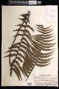 Asplenium horridum image