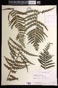 Asplenium horridum image