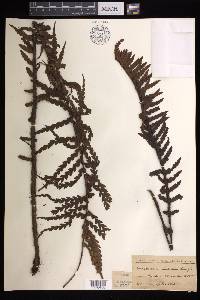 Asplenium horridum image