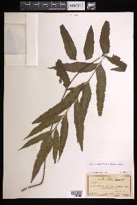 Asplenium kaulfussii image