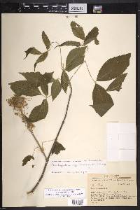 Acer negundo subsp. mexicanum image