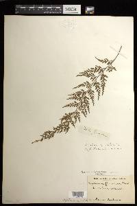 Asplenium haleakalense image