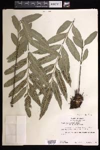 Asplenium kaulfussii image