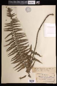 Asplenium horridum image