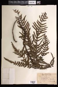 Asplenium horridum image