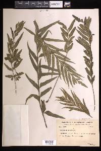 Asplenium kaulfussii image