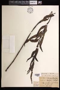 Asplenium kaulfussii image