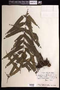 Asplenium kaulfussii image