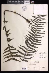 Asplenium horridum image