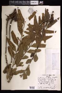 Asplenium kaulfussii image