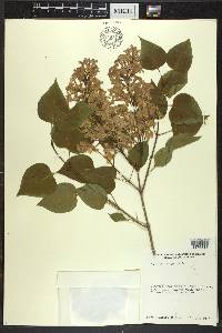 Syringa vulgaris image