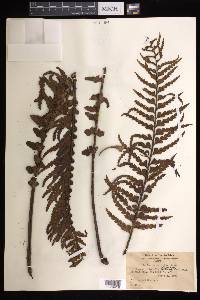 Asplenium horridum image