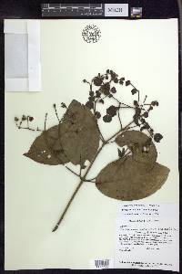 Tetrapterys glabrifolia image