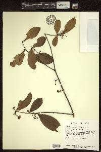 Hiraea faginea image