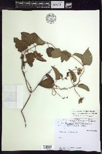 Stigmaphyllon auriculatum image