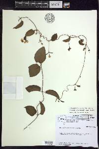Stigmaphyllon auriculatum image