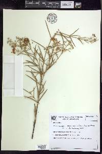 Banisteriopsis angustifolia image