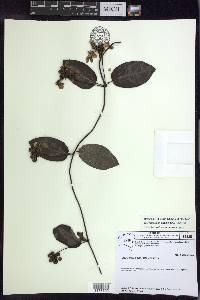 Stigmaphyllon blanchetii image