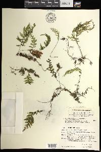 Hymenophyllum edentulum image