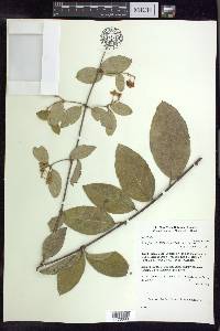 Thryallis brachystachys image