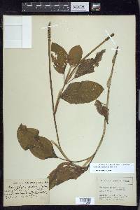 Potamogeton amplifolius image