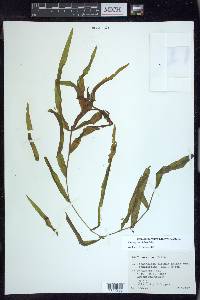 Potamogeton alpinus image