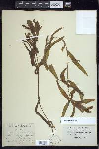 Potamogeton alpinus image