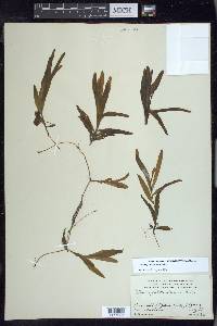 Potamogeton alpinus image