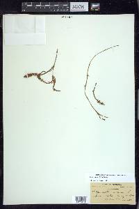 Potamogeton alpinus image