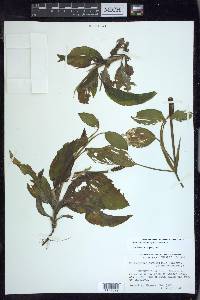 Potamogeton amplifolius image