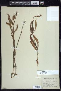 Potamogeton alpinus image