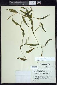 Potamogeton alpinus image