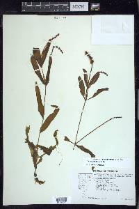 Potamogeton alpinus image