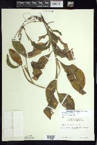 Potamogeton amplifolius image