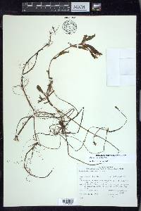 Potamogeton alpinus image