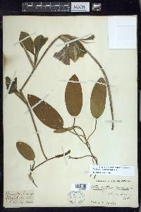 Potamogeton amplifolius image