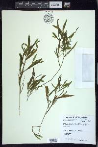 Potamogeton alpinus image