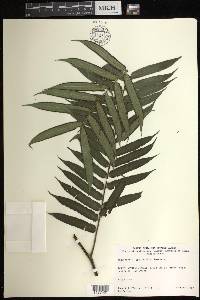 Angiopteris lygodiifolia image