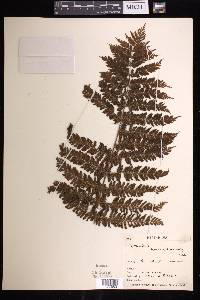 Leptopteris hymenophylloides image