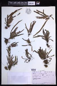 Oreogrammitis hirtella image