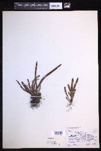 Oreogrammitis hirtella image