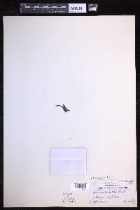 Oreogrammitis hirtella image