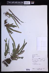 Oreogrammitis hirtella image