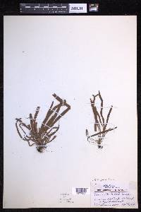 Oreogrammitis hirtella image